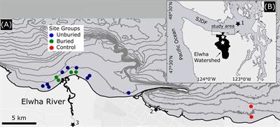 Nearshore subtidal community response during and after sediment disturbance associated with dam removal
